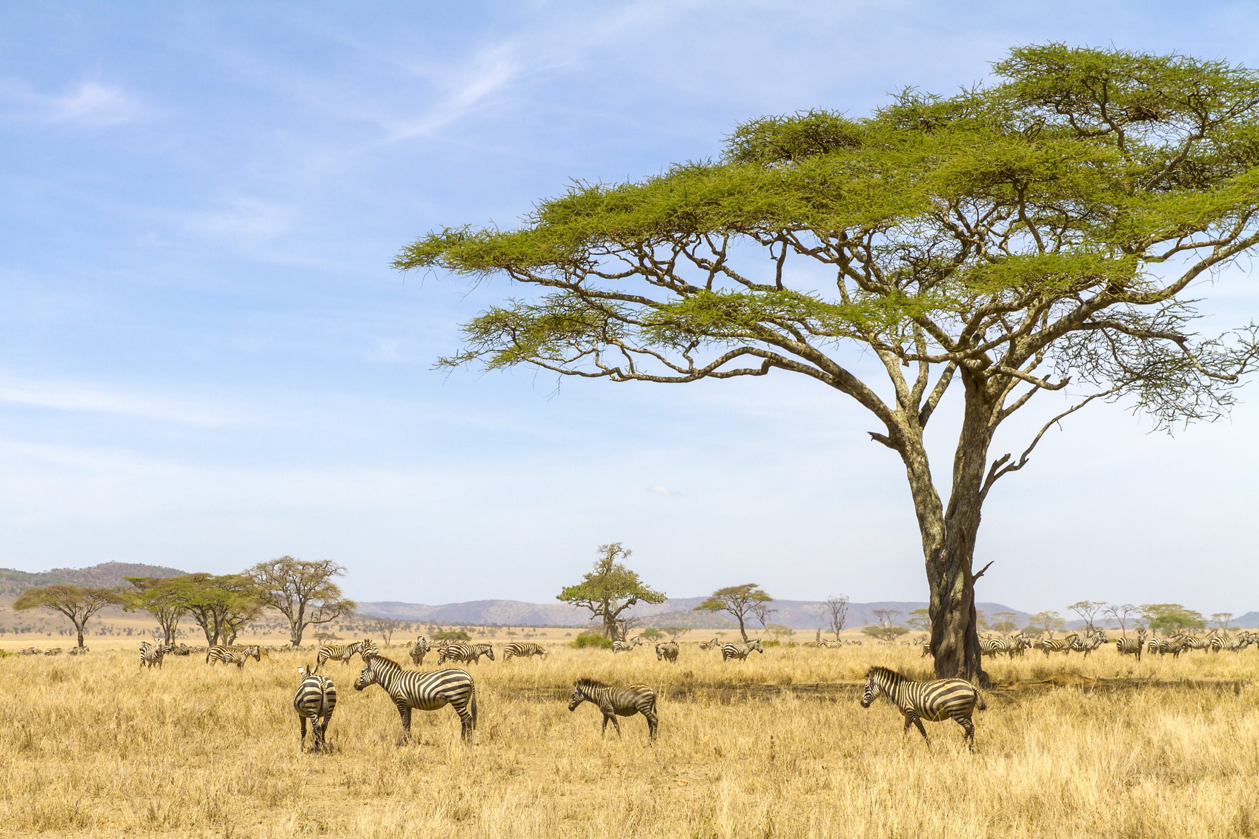 Africa